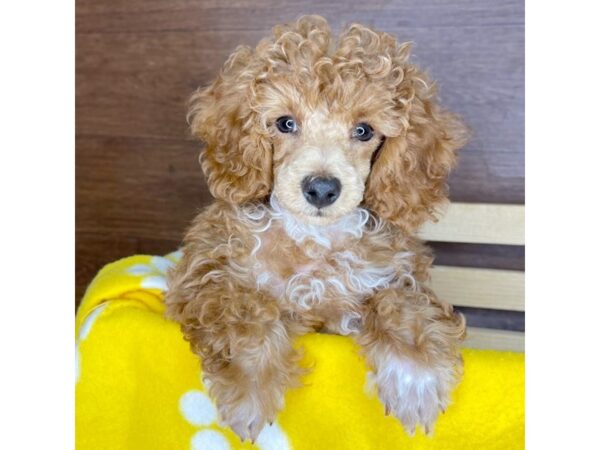 Poodle-DOG-Female-Red-2364-Petland Florence, Kentucky