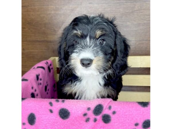 Bernedoodle Mini 2nd Gen DOG Female Black White / Tan 2363 Petland Florence, Kentucky