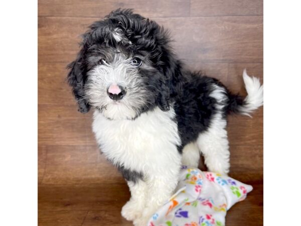 Sheepadoodle Mini DOG Male Black / White 2362 Petland Florence, Kentucky