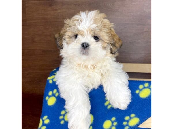 Shih Tzu-DOG-Male-Gold / White-2361-Petland Florence, Kentucky