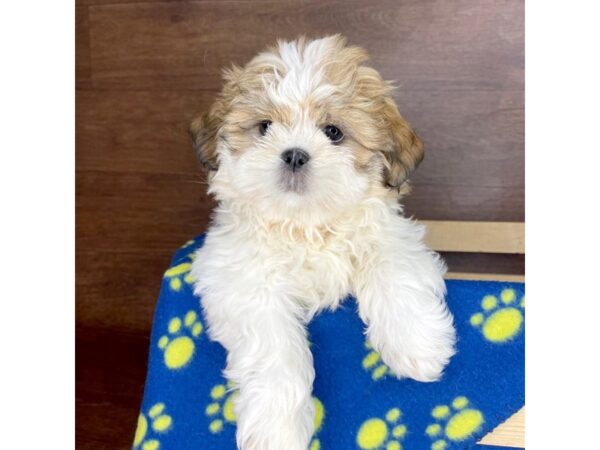 Shih Tzu DOG Male Gold / White 2361 Petland Florence, Kentucky