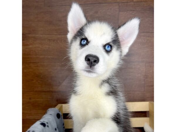 Siberian Husky-DOG-Female-Black / White-2360-Petland Florence, Kentucky