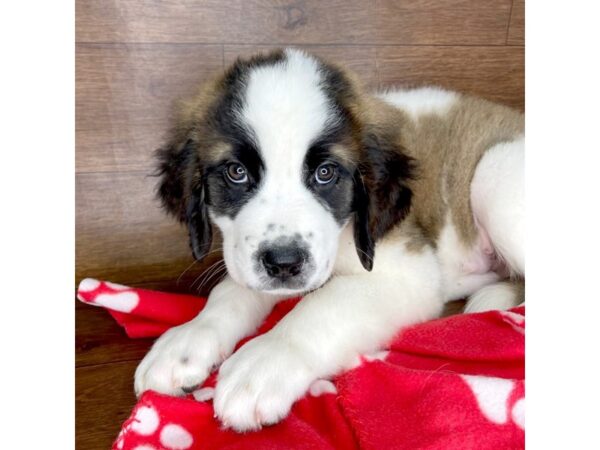 Saint Bernard DOG Male Mahogany / White 2358 Petland Florence, Kentucky