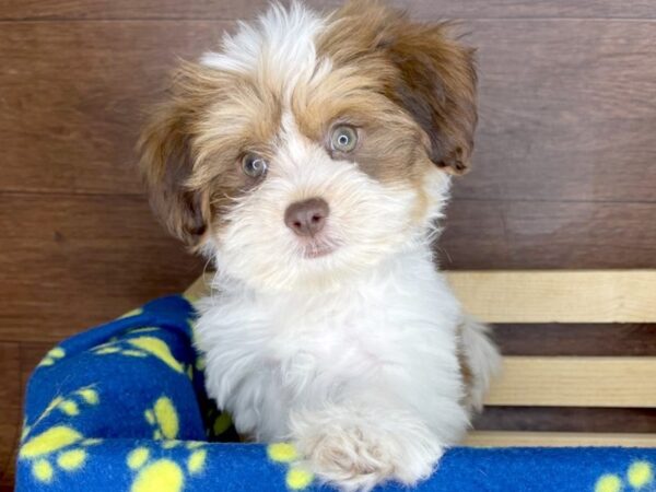 Teddy Bear DOG Male Gold / White 2357 Petland Florence, Kentucky