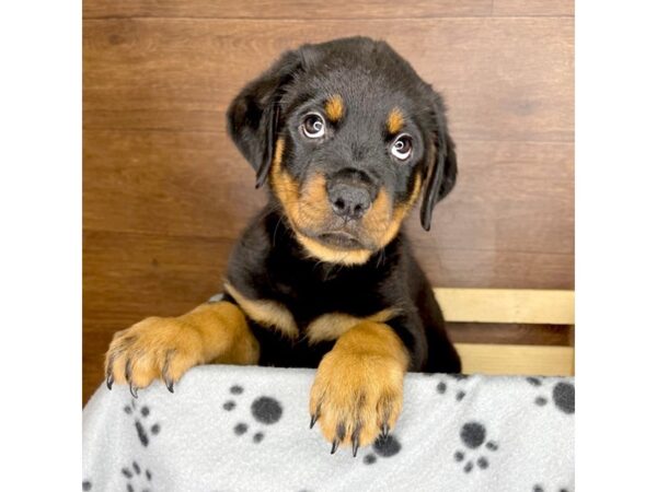 Rottweiler DOG Male Black / Tan 2356 Petland Florence, Kentucky