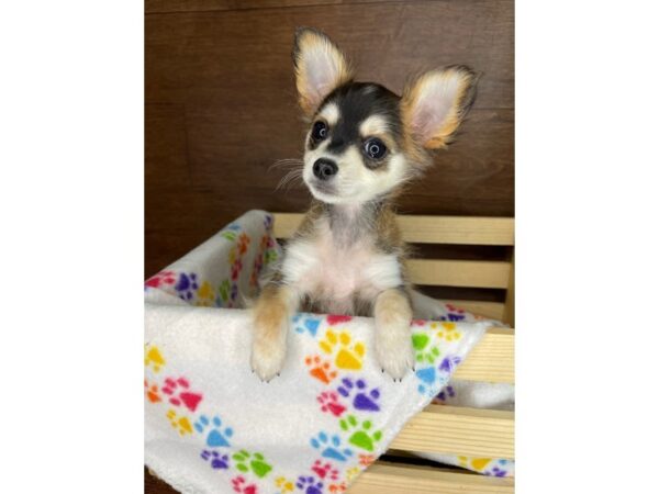 Chihuahua DOG Male Fawn Sable 2376 Petland Florence, Kentucky