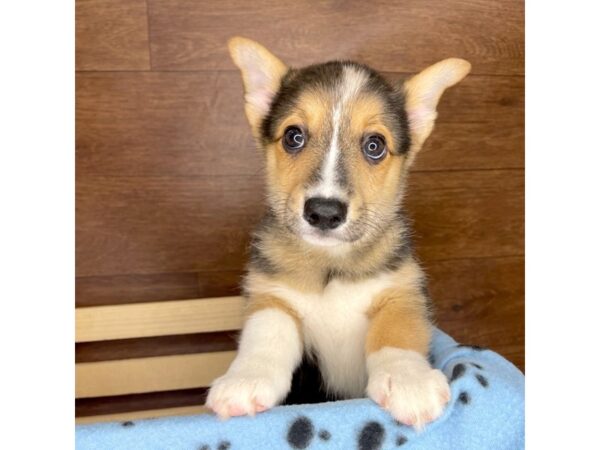 Pembroke Welsh Corgi DOG Female Tri Colored 2389 Petland Florence, Kentucky