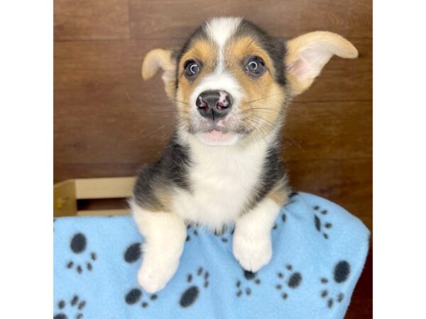 Pembroke Welsh Corgi DOG Male Tri Colored 2388 Petland Florence, Kentucky