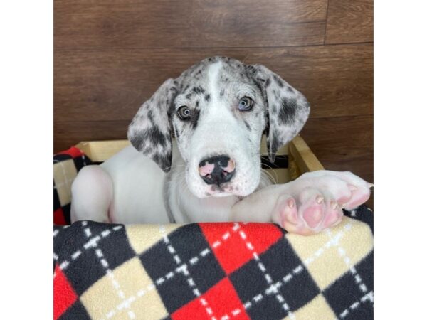 Great Dane DOG Male Merlequin 2387 Petland Florence, Kentucky