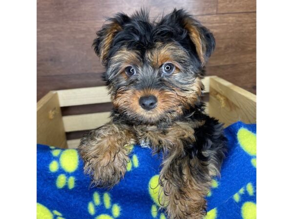 Yorkshire Terrier DOG Male Black / Tan 2386 Petland Florence, Kentucky