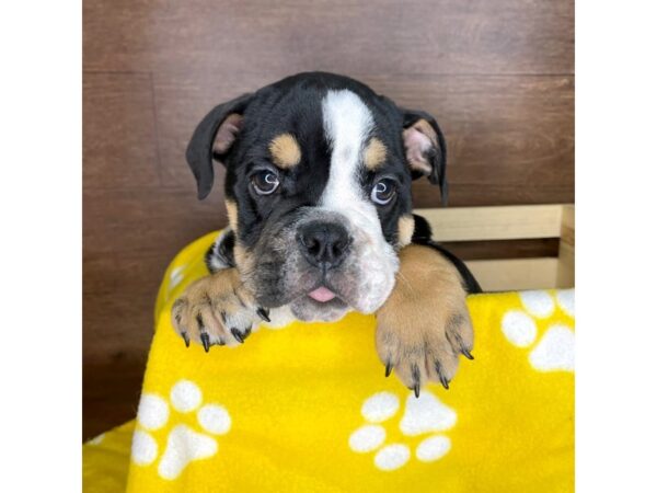 Bulldog DOG Male Black Tan / White 2385 Petland Florence, Kentucky