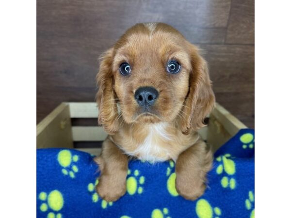 Cavalier King Charles Spaniel-DOG-Male-Ruby-2384-Petland Florence, Kentucky