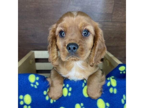 Cavalier King Charles Spaniel DOG Male Ruby 2384 Petland Florence, Kentucky