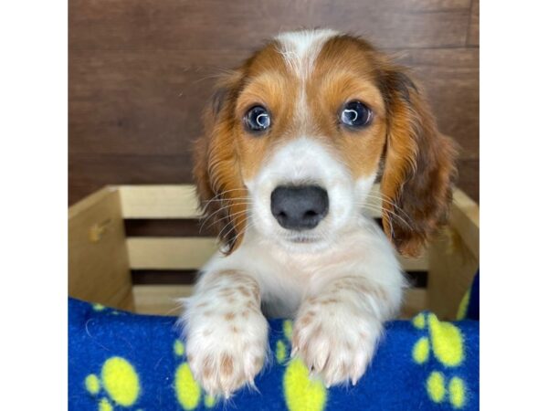 Dachshund DOG Male Red 2383 Petland Florence, Kentucky