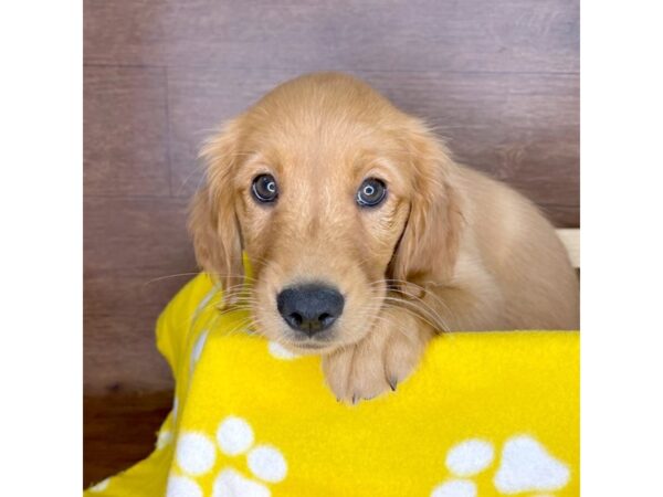 Golden Retriever DOG Female Golden 2382 Petland Florence, Kentucky