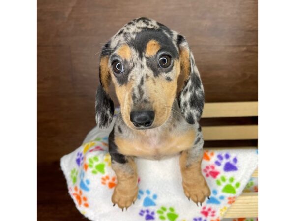 Dachshund DOG Female Black / Tan 2381 Petland Florence, Kentucky