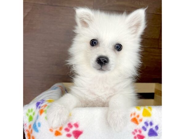 American Eskimo Dog DOG Male White 2380 Petland Florence, Kentucky