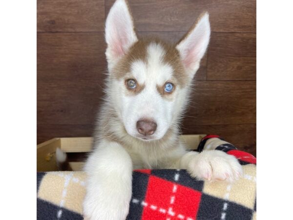 Siberian Husky DOG Male Red / White 2379 Petland Florence, Kentucky