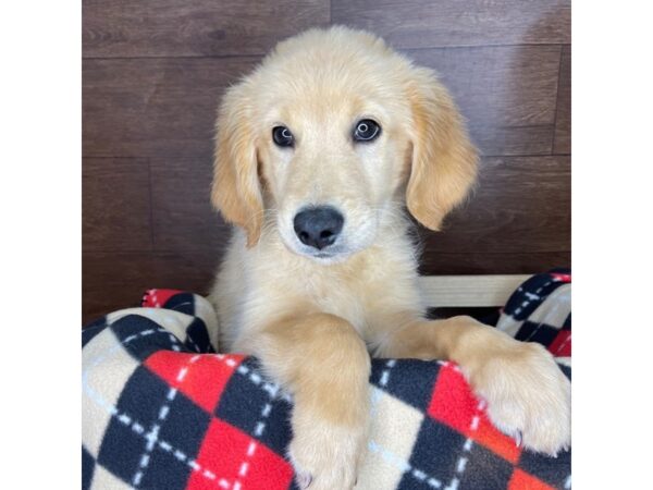 Golden Retriever DOG Male Gold 2378 Petland Florence, Kentucky