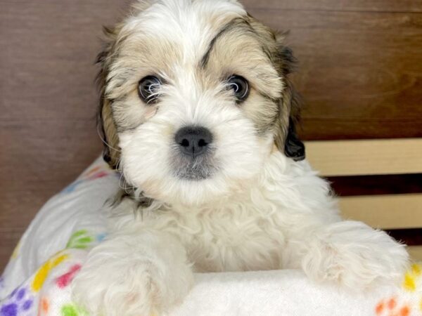 Teddy Bear DOG Male Gold / White 2377 Petland Florence, Kentucky