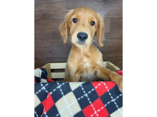 Golden Retriever DOG Male Golden 2390 Petland Florence, Kentucky