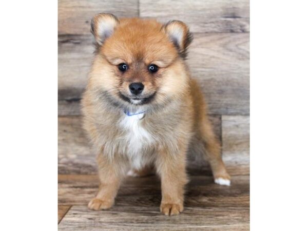 Pomeranian-DOG-Female-Red Sable-2397-Petland Florence, Kentucky