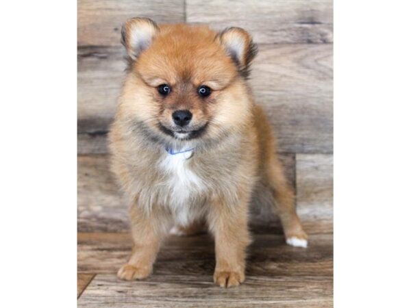 Pomeranian DOG Female Red Sable 2397 Petland Florence, Kentucky