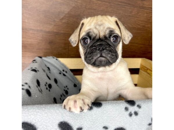 Pug-DOG-Male-Fawn-2400-Petland Florence, Kentucky