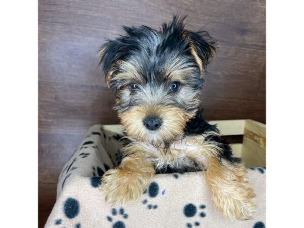 Yorkshire Terrier DOG Male Black / Tan 2398 Petland Florence, Kentucky