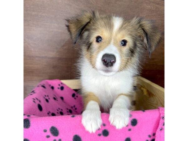 Shetland Sheepdog DOG Male Sable / White 2396 Petland Florence, Kentucky