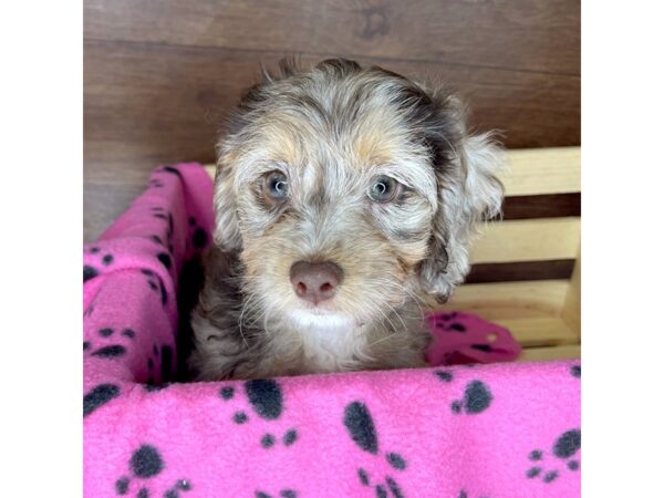 Cock A Poo-DOG-Female-Chocolate / Tan-2393-Petland Florence, Kentucky