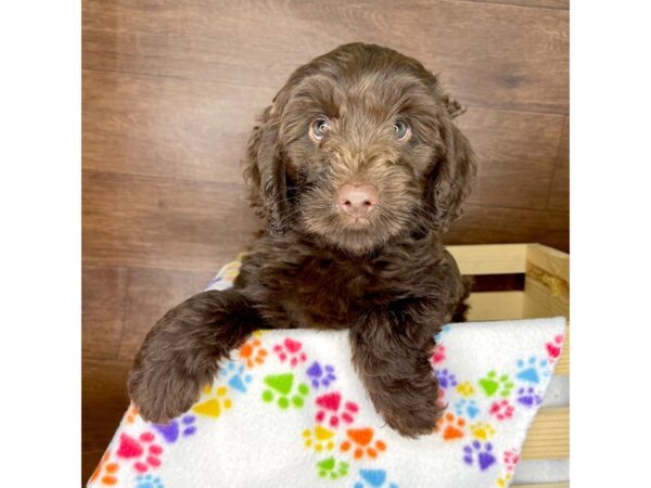 Labradoodle Mini 2nd Gen-DOG-Female-Chocolate-2392-Petland Florence, Kentucky