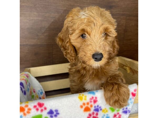 Irishdoodle Mini-DOG-Male-Red-2391-Petland Florence, Kentucky