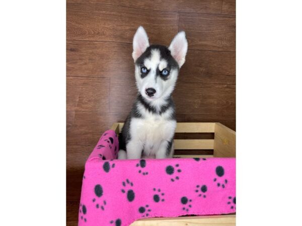 Siberian Husky DOG Female Black / White 2407 Petland Florence, Kentucky