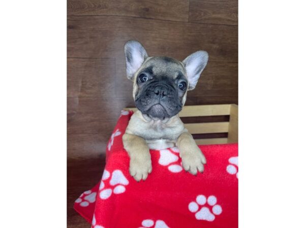 French Bulldog-DOG-Male-Fawn-2404-Petland Florence, Kentucky