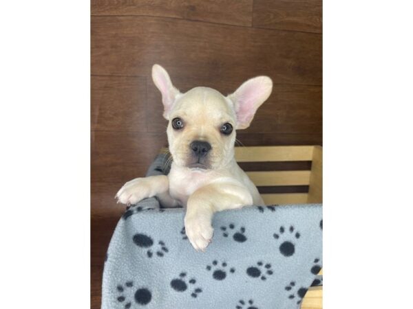 French Bulldog-DOG-Female-Cream-2410-Petland Florence, Kentucky