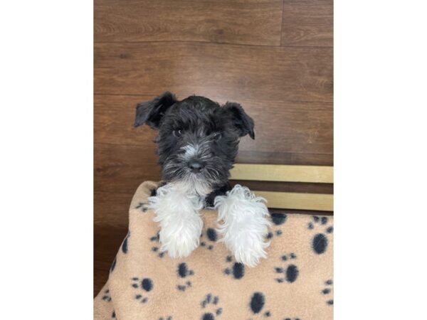 Miniature Schnauzer DOG Male Black and White 2402 Petland Florence, Kentucky