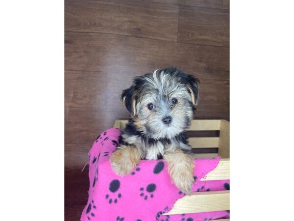 Morkie-DOG-Female-Black / Tan-2412-Petland Florence, Kentucky