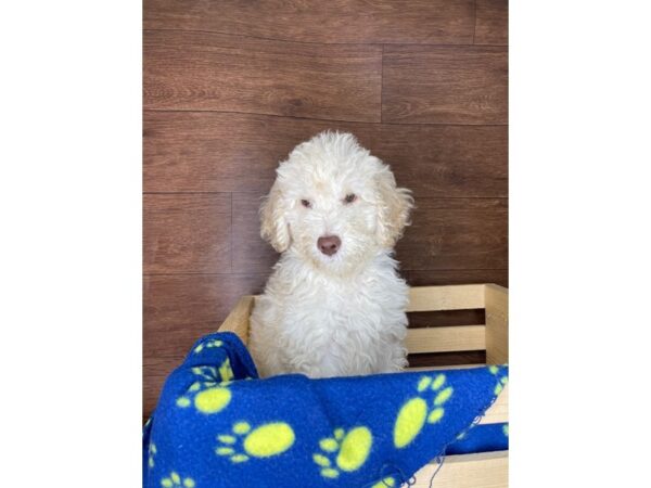 Poodle/Goldendoodle DOG Male Cream 2409 Petland Florence, Kentucky