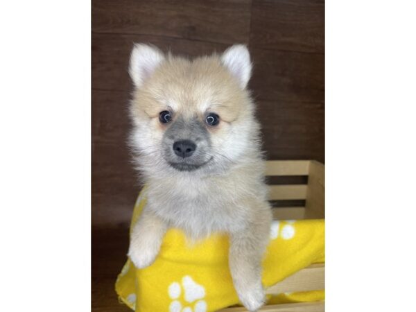 Pomeranian DOG Male Cream Sable 2405 Petland Florence, Kentucky