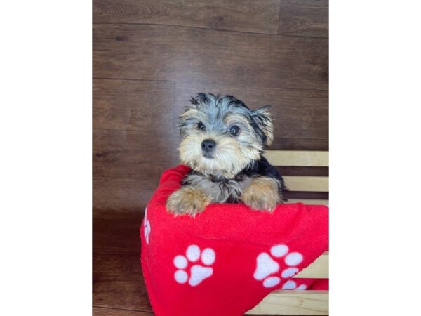 Morkie-DOG-Male-Black / Tan-2411-Petland Florence, Kentucky