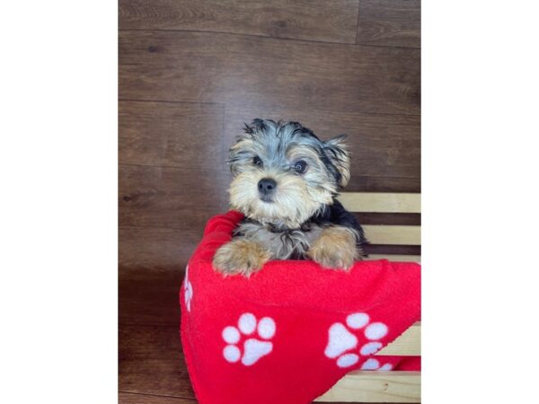 Morkie DOG Male Black / Tan 2411 Petland Florence, Kentucky