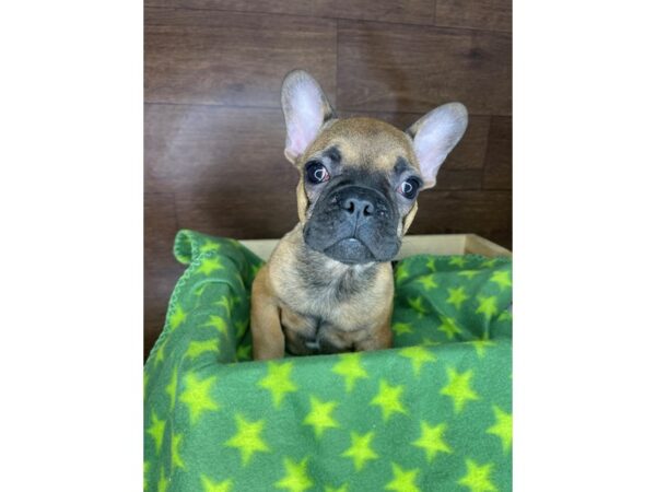 French Bulldog/French Bulldog DOG Male Fawn 2394 Petland Florence, Kentucky