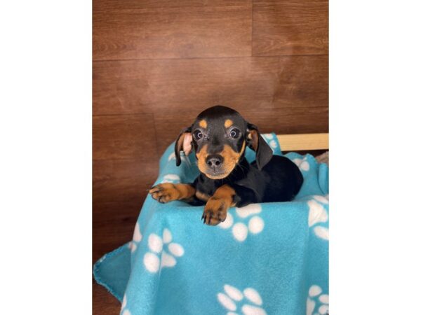 Dachshund DOG Male Black / Tan 2401 Petland Florence, Kentucky