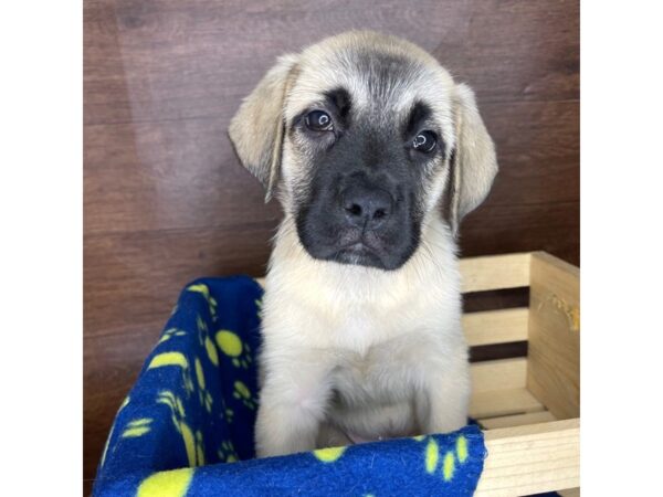 English Mastiff DOG Male Fawn 2426 Petland Florence, Kentucky