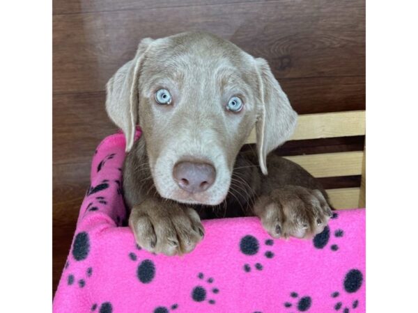 Labrador Retriever-DOG-Female-Silver-2427-Petland Florence, Kentucky