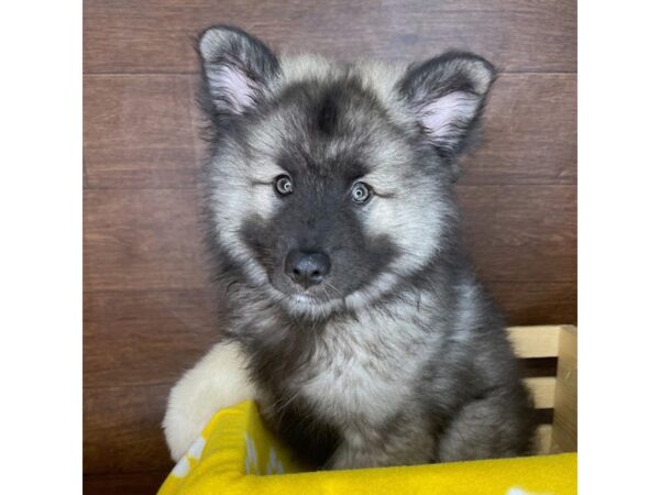 Keeshond DOG Male Silver / Black 2418 Petland Florence, Kentucky