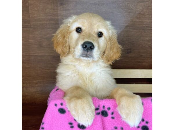 Golden Retriever DOG Female Golden 2419 Petland Florence, Kentucky