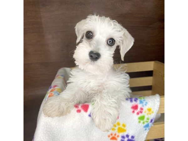 Schnoodle DOG Male Cream 2420 Petland Florence, Kentucky