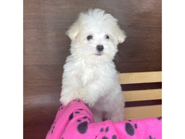 Maltese DOG Female White 2421 Petland Florence, Kentucky